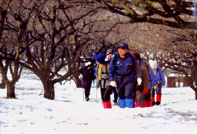 雪の梅林