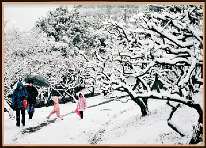 雪の散歩（枚岡神社）